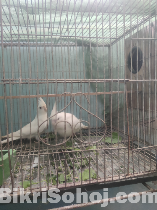 Albino (Red Eye) Cockatiel Jora